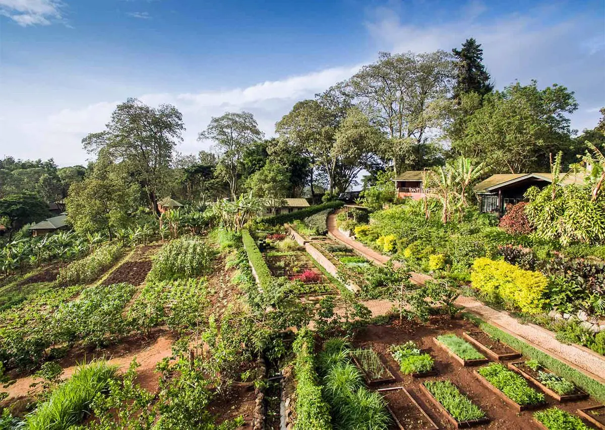 Terraced organic vegetable garden surrounded by trees at Gibb's Farm