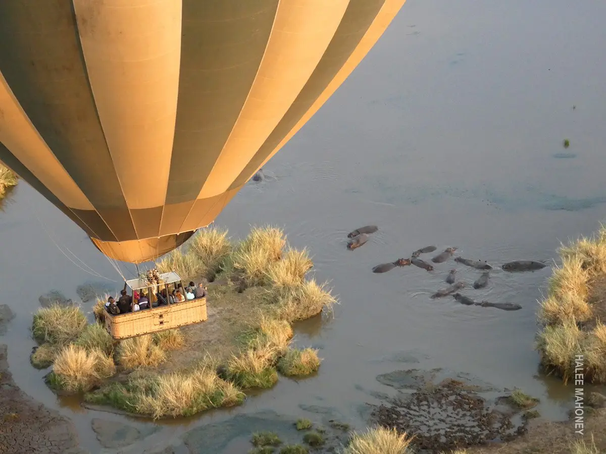 Hot air balloon basket floating low over a river with a pod of hippos below