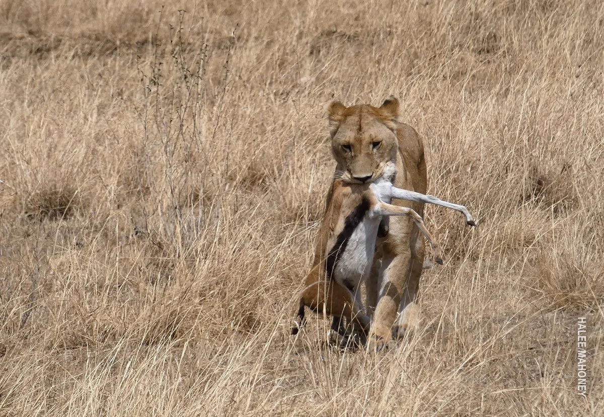 Lioness carrying a gazelle in her jaws through dry grass