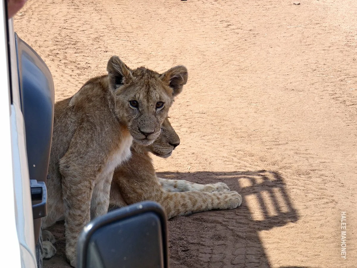 Two lion cubs resting in the shade of a safari vehicle on a dirt road