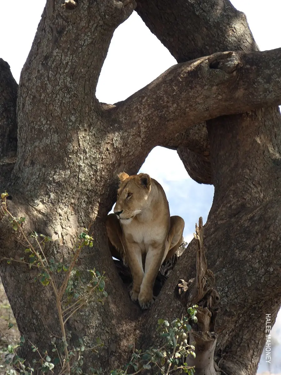 Lioness resting in the fork of a large tree trunk