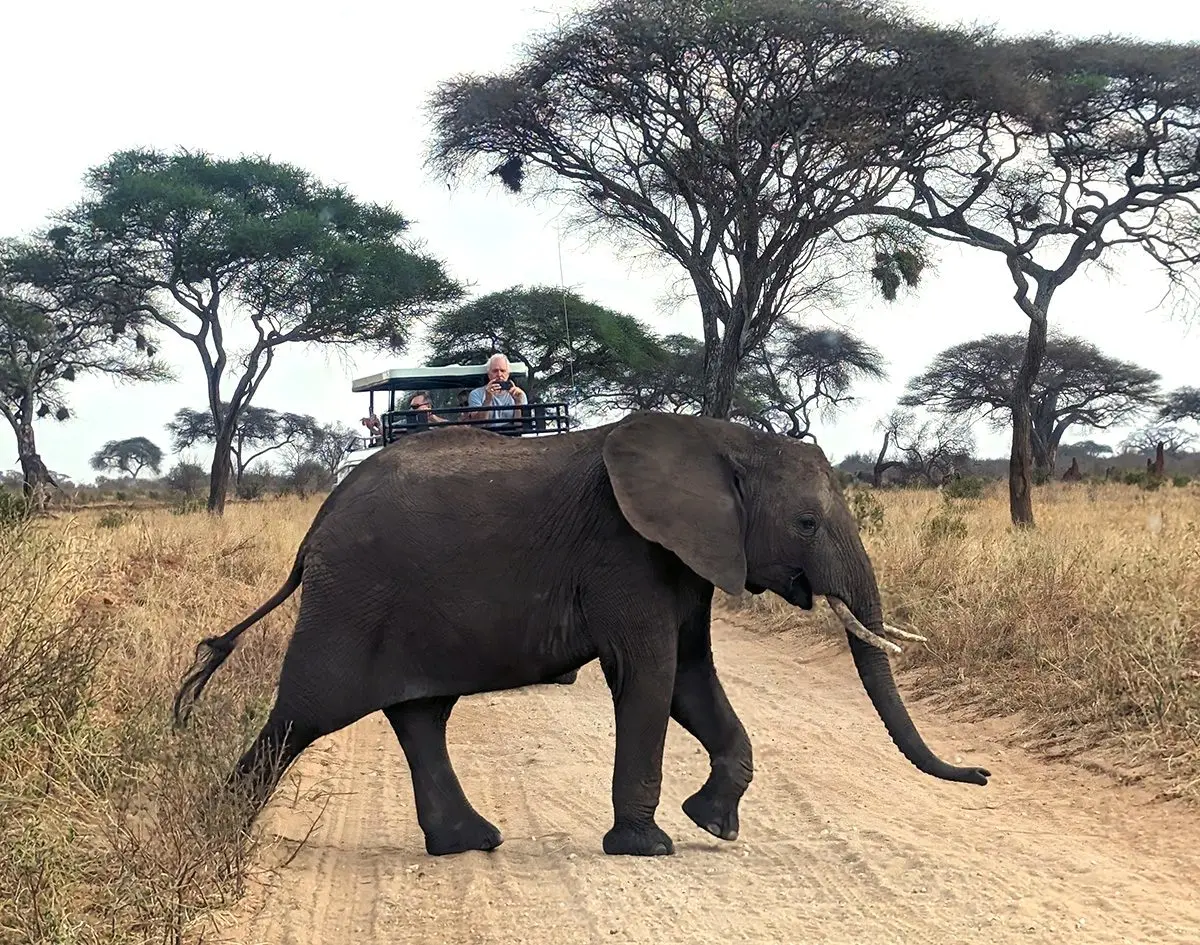 Elephant crossing a dirt road in front of a safari vehicle among acacia trees