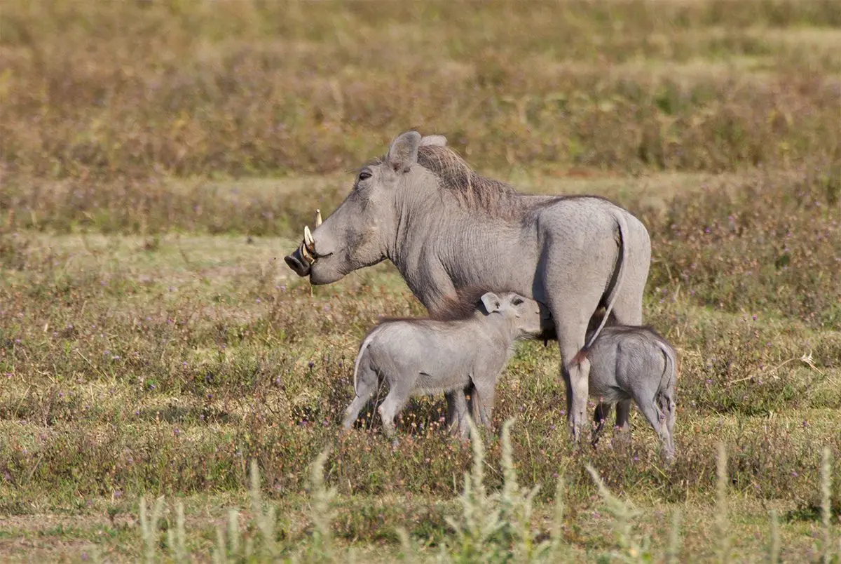 Warthog standing with two piglets close beside her on the grassland