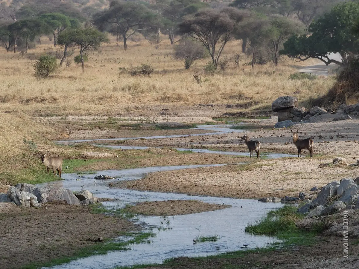 Waterbuck standing beside a shallow, rocky river in Tarangire National Park