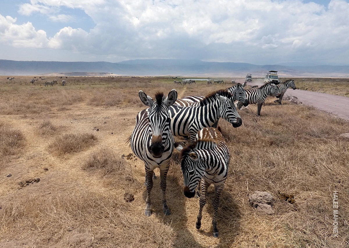Zebras standing on dry grass in Ngorongoro Crater with safari vehicles behind