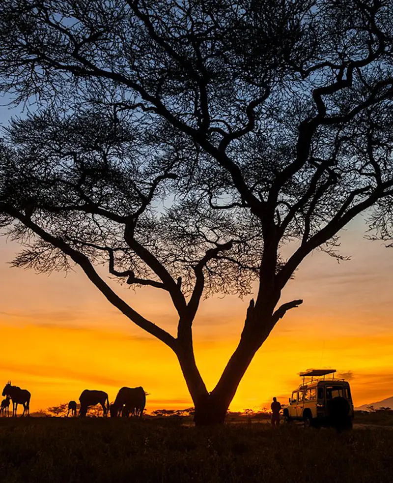 Acacia tree, wildebeest and a safari vehicle silhouetted against an orange sunset