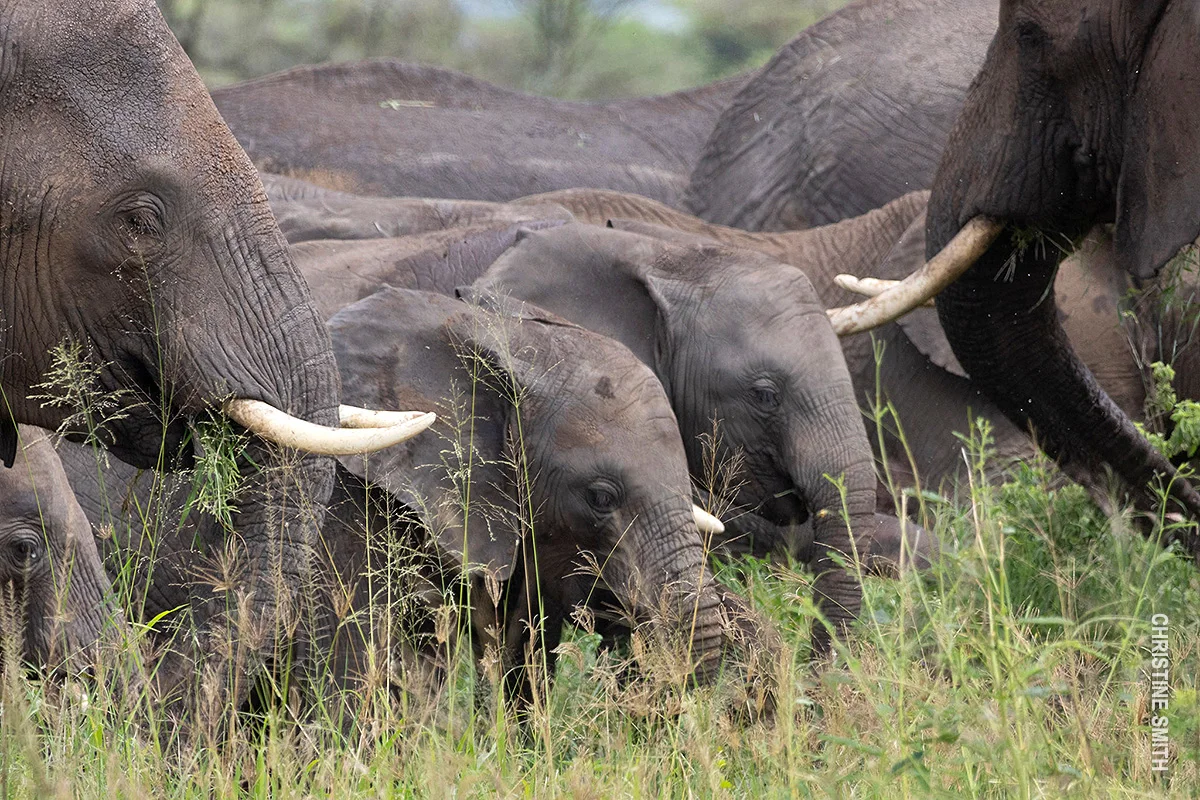 Close group of elephants and calves feeding in tall green grass