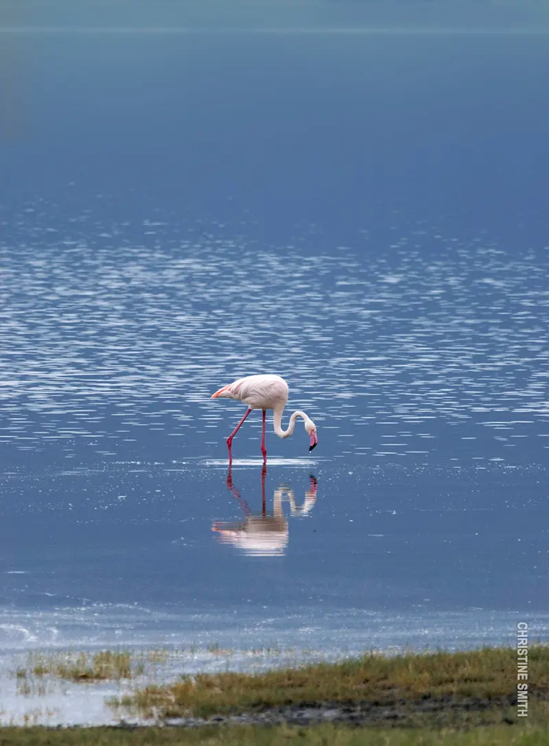 Single flamingo wading in calm blue water with its reflection below