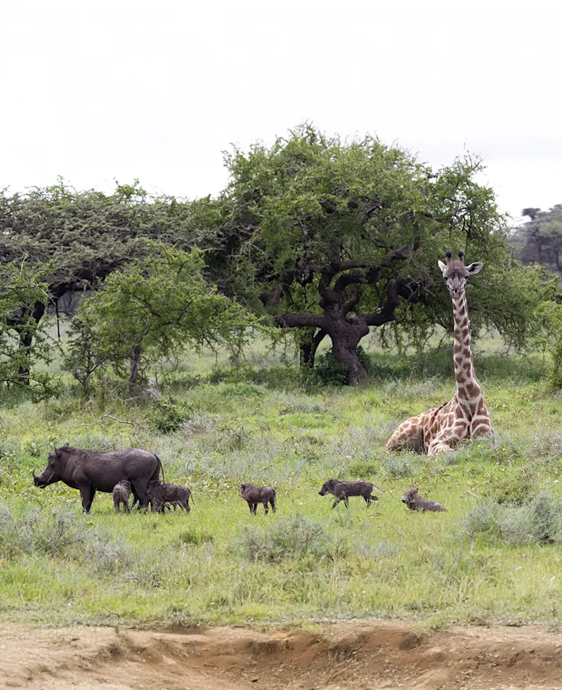 Giraffe lying in the grass near a warthog and her piglets
