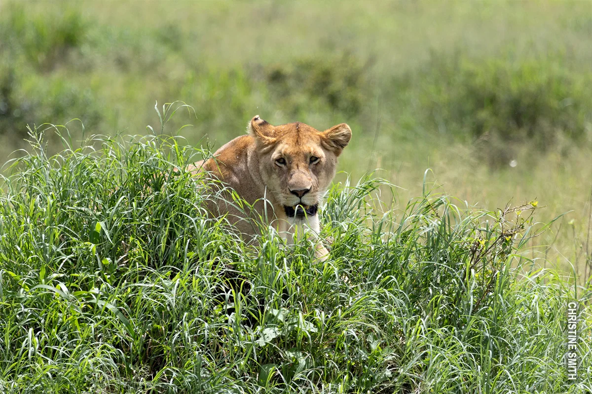 Lioness peering over tall green grass