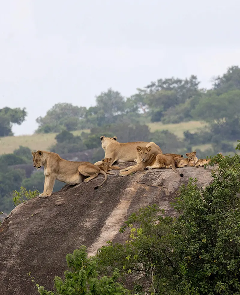 Pride of lionesses and cubs resting on top of a large granite kopje