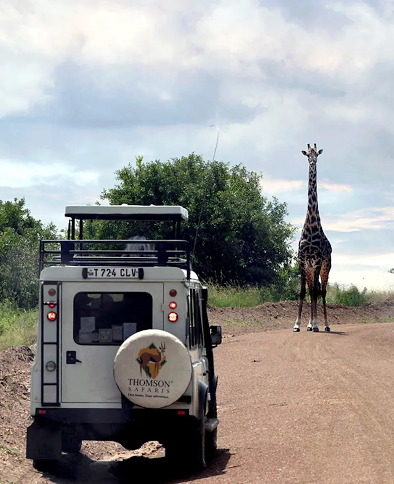 Giraffe standing on a dirt road ahead of a Thomson Safaris vehicle