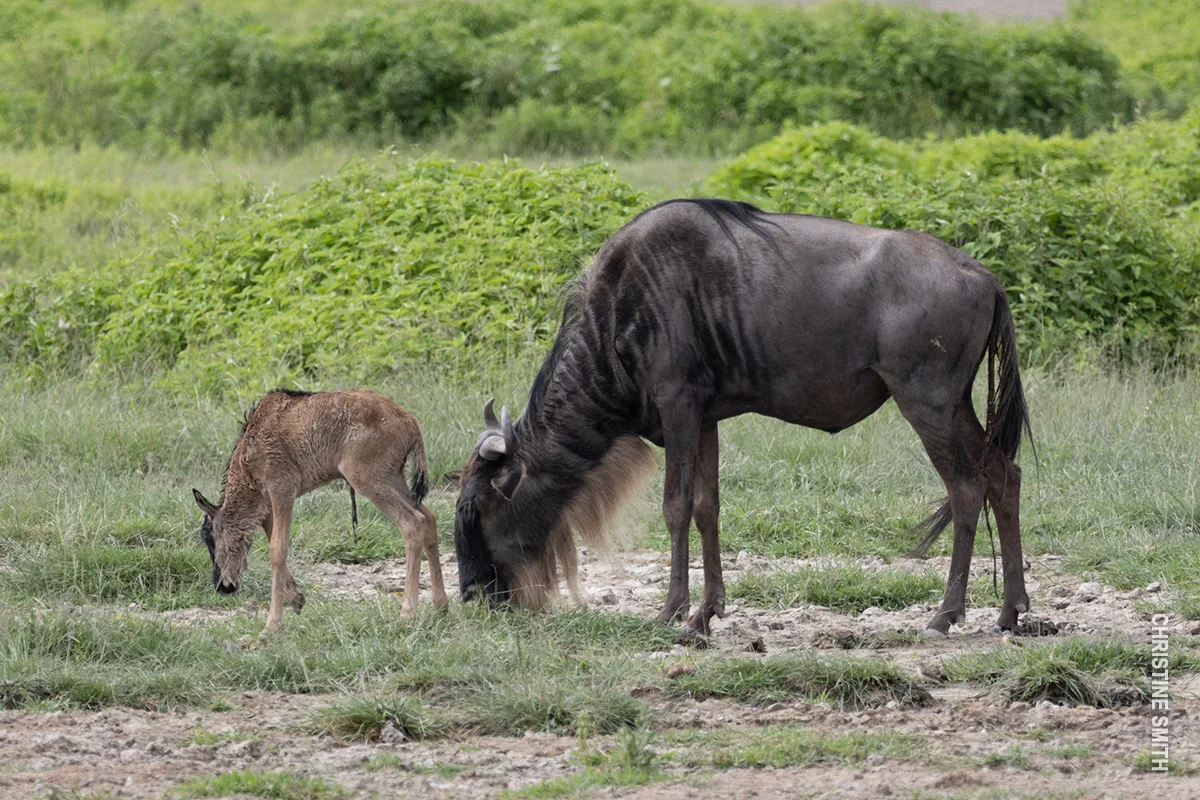 Wildebeest calf grazing beside its mother