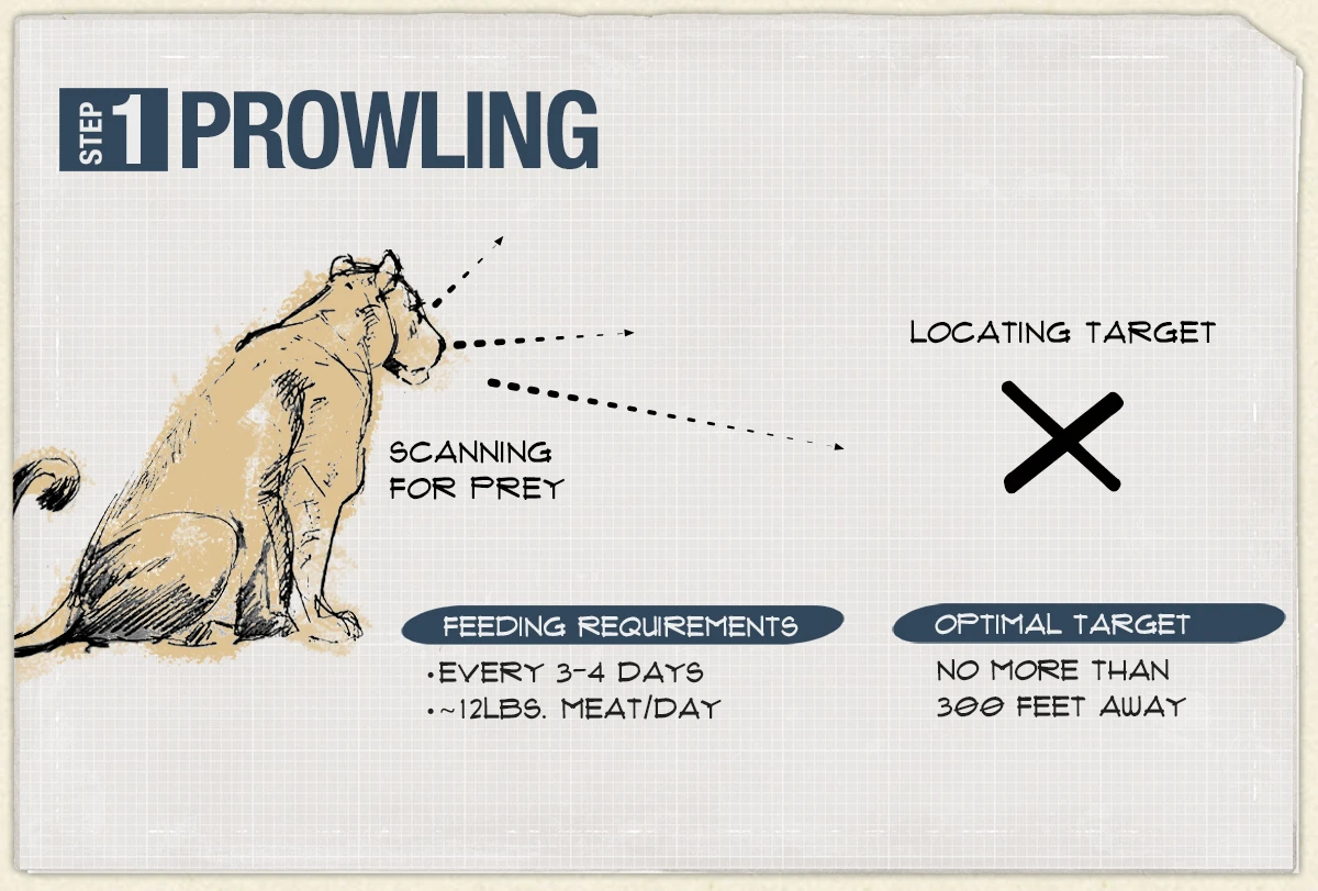 Step 1, Prowling: lion scans for prey; eats every 3-4 days, about 12 lbs of meat a day; targets within 300 feet