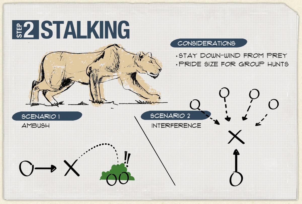 Illustration of a lioness stalking, with diagrams of ambush and interference hunting scenarios
