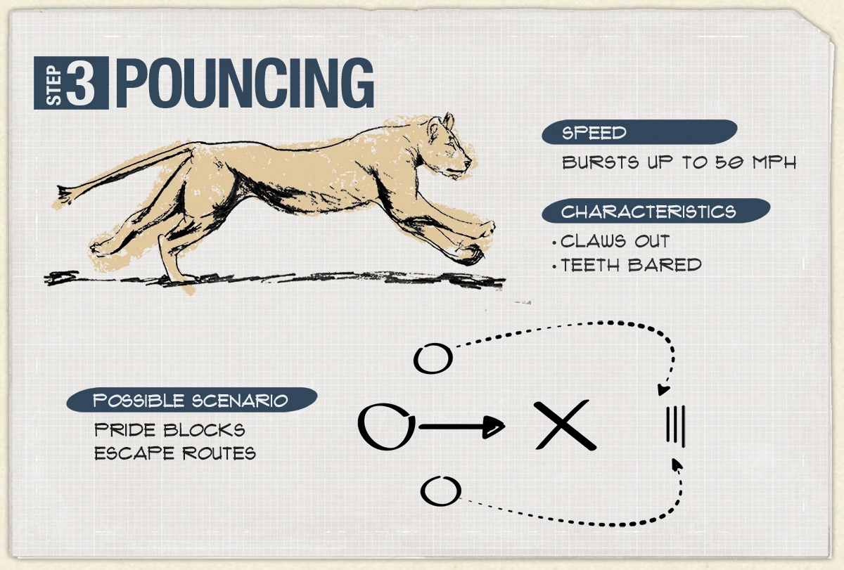 Step 3, Pouncing: lion bursts up to 50 mph with claws out and teeth bared while the pride blocks escape routes