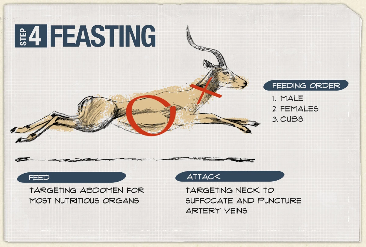 Illustration of an antelope showing where lions attack and feed, with the pride's feeding order