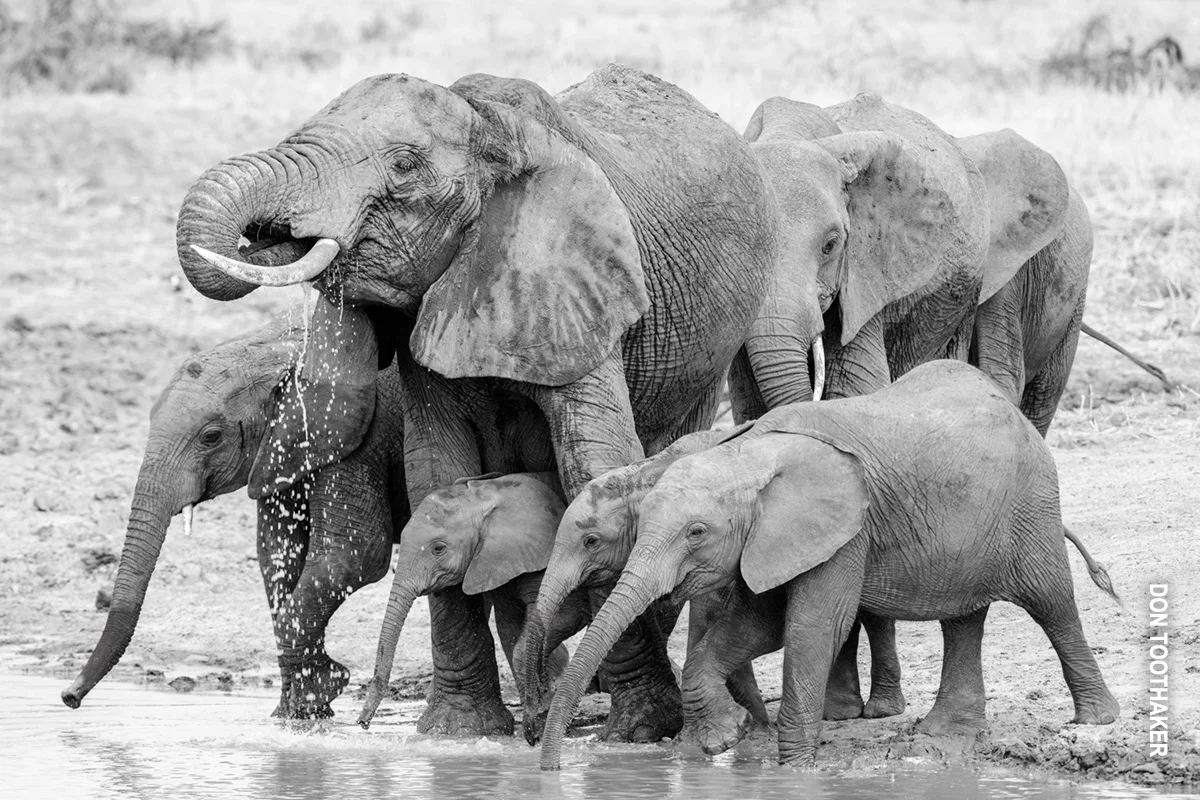 Black and white photo of an elephant family drinking at a waterhole in Tarangire
