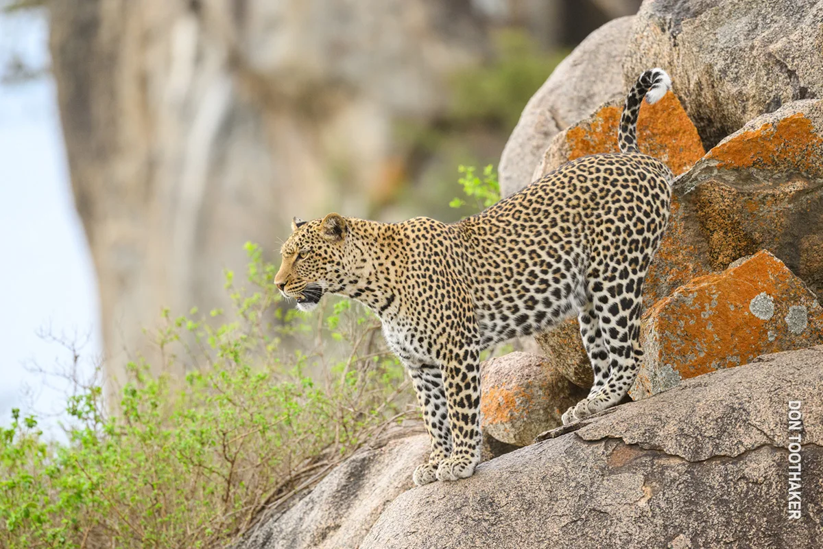 Leopard standing on lichen-covered rocks of a kopje