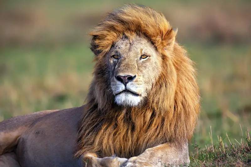 Male lion with a thick golden mane lying in the grass
