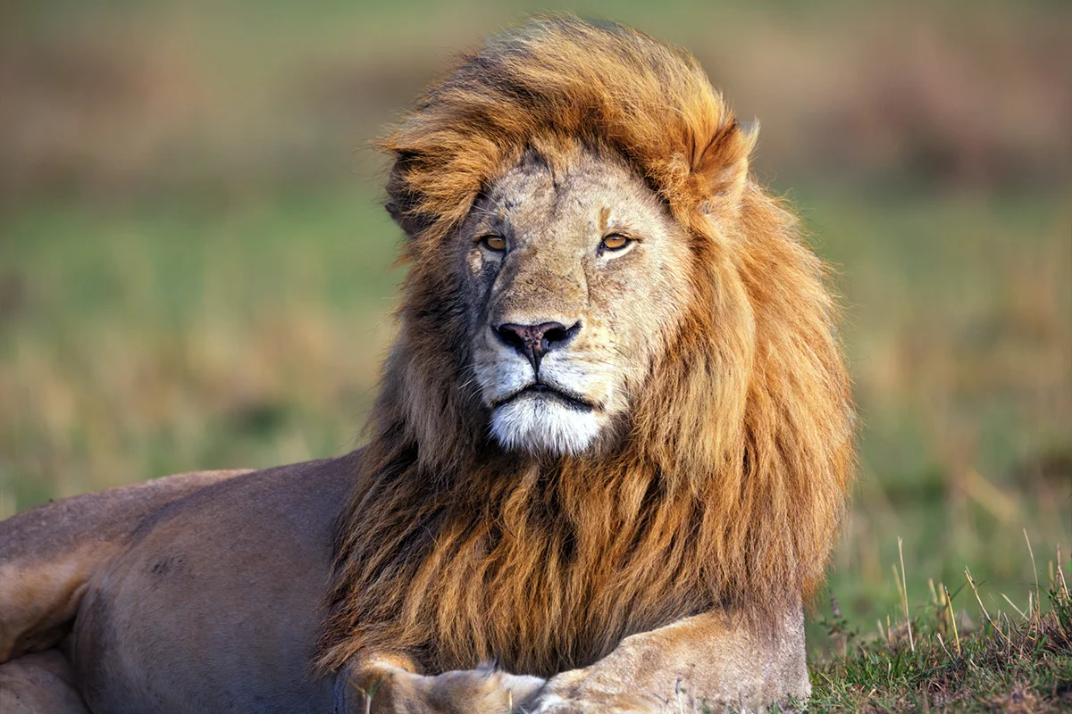 Male lion with a thick golden mane lying in the grass