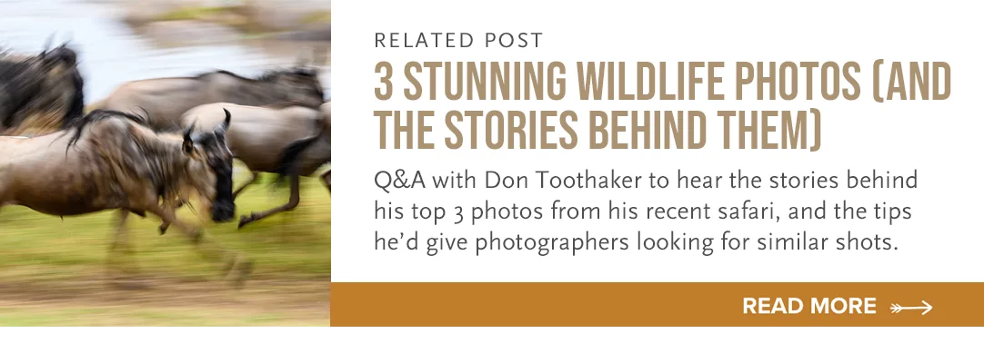 Related post: 3 Stunning Wildlife Photos (and the Stories Behind Them), with running wildebeest
