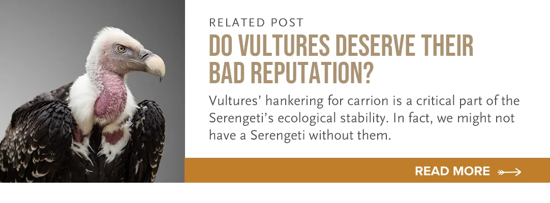 Related post: Do Vultures Deserve Their Bad Reputation?, with a photo of a vulture