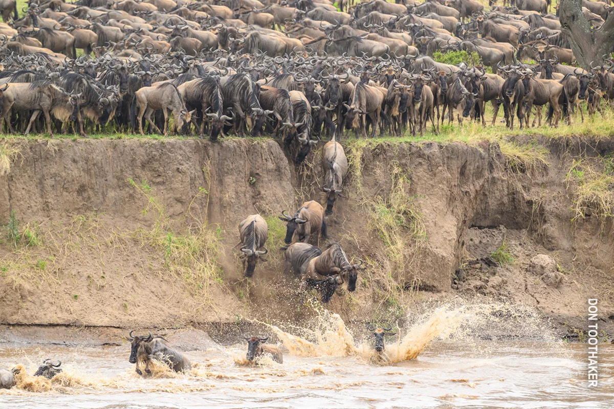 Wildebeest leaping down a steep riverbank into the water as a huge herd waits above
