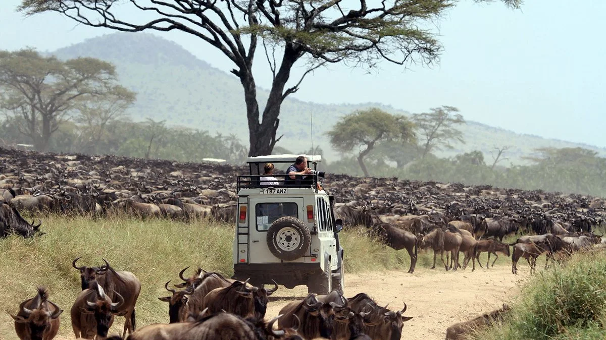 Safari vehicle with travelers in the pop-up roof surrounded by a vast wildebeest herd