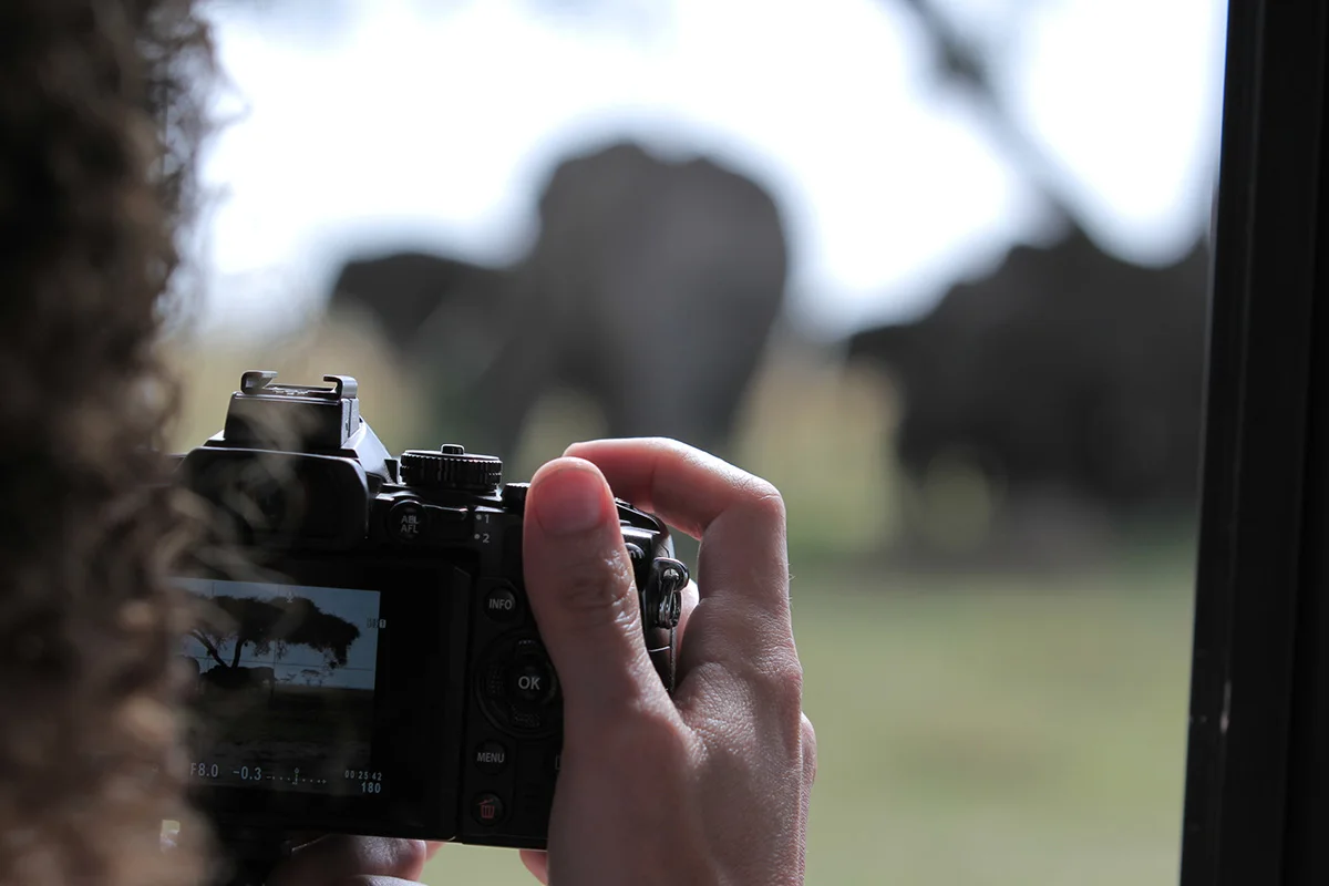 Traveler photographing elephants, seen over her shoulder on the camera screen