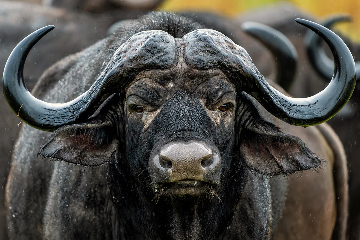 Close-up of a Cape buffalo with heavy curved horns