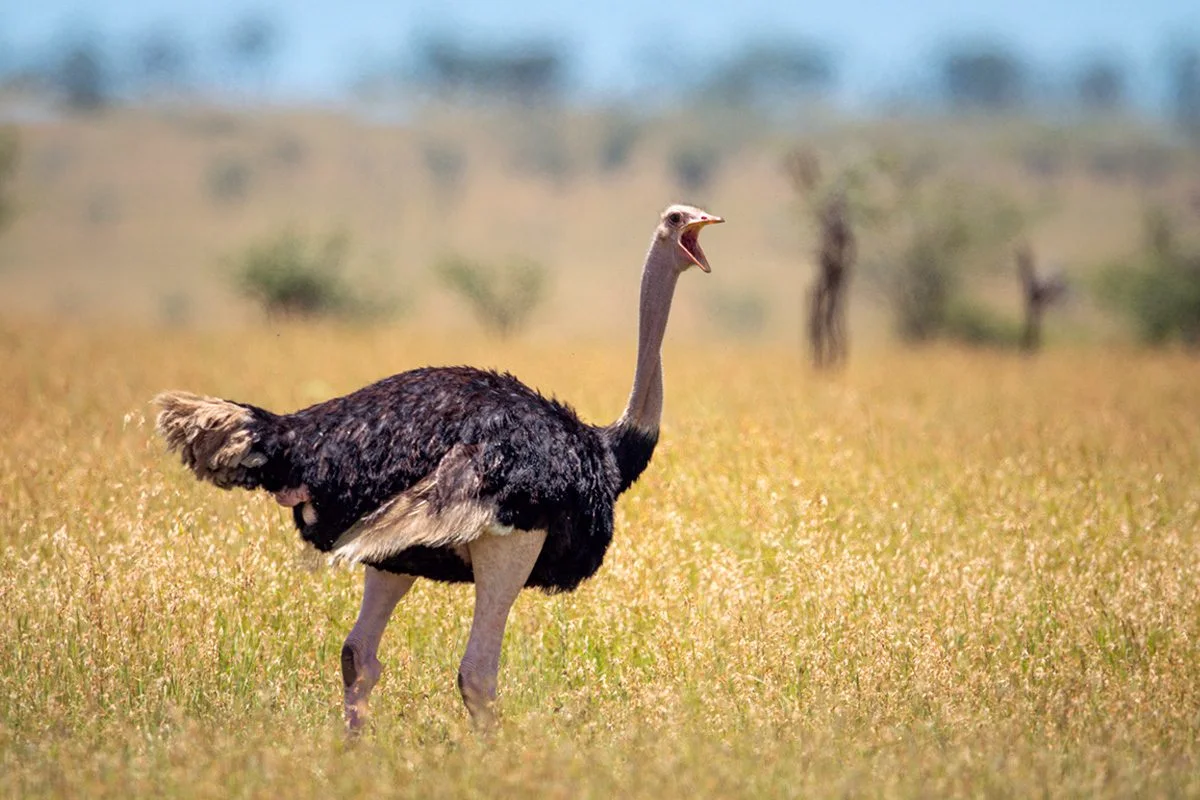Male ostrich calling with its beak open in golden grassland