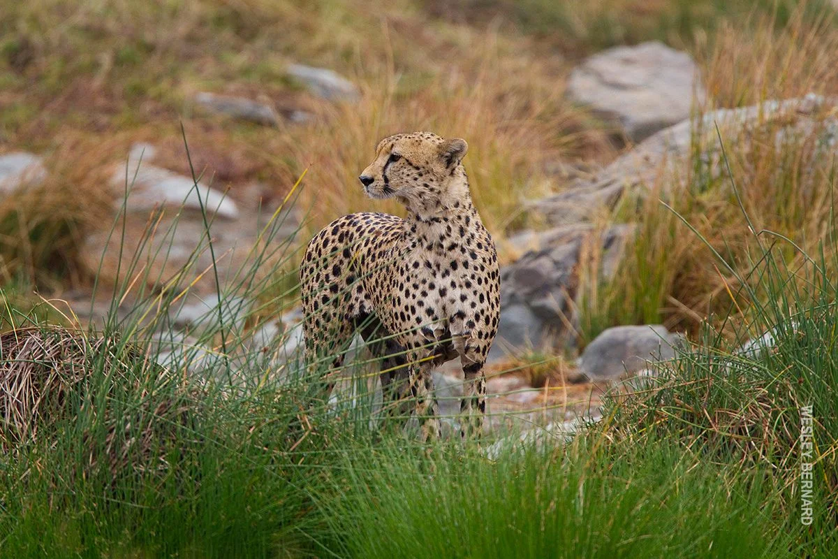 Cheetah standing alert among green grass and rocks