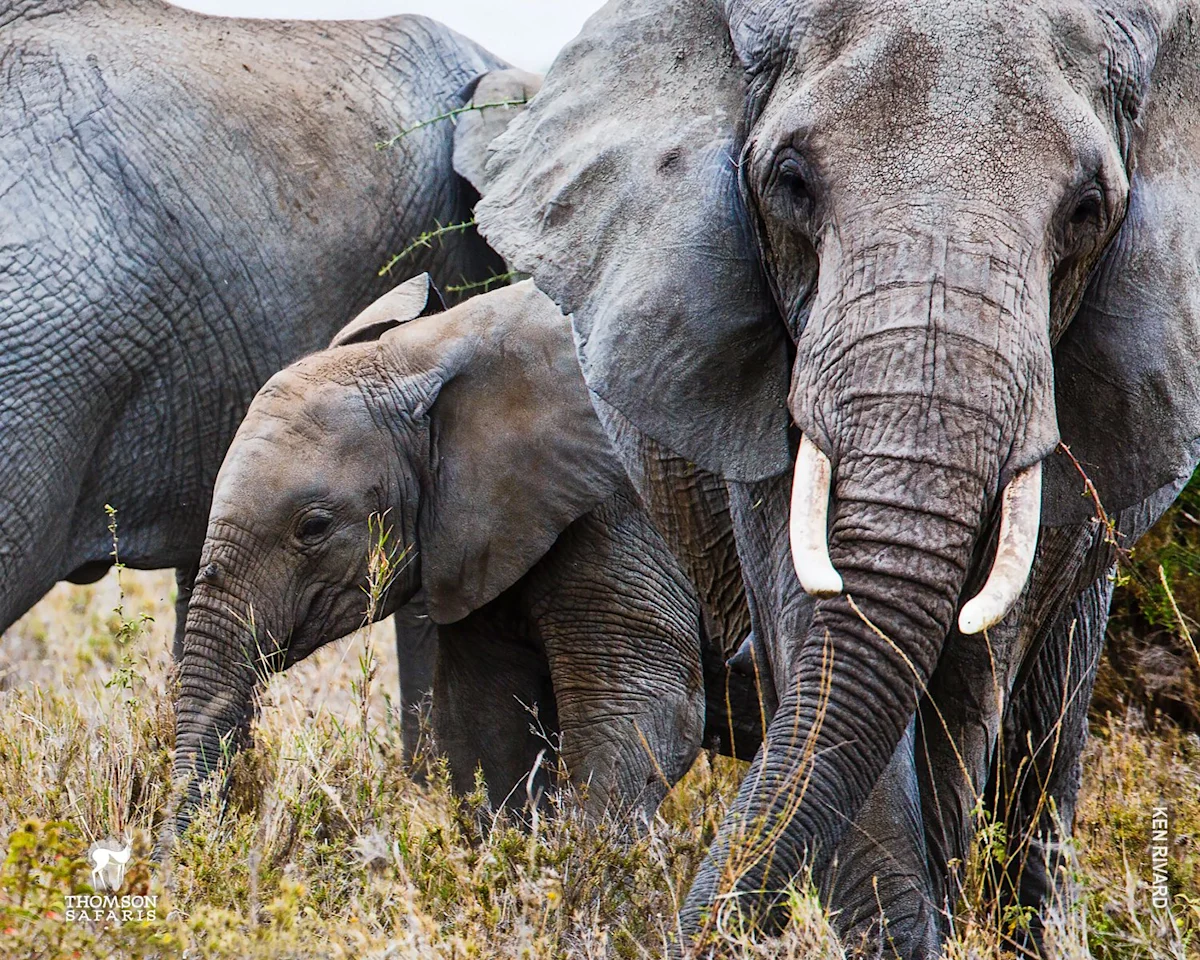 Elephant calf walking beside an adult elephant with tusks in dry grass