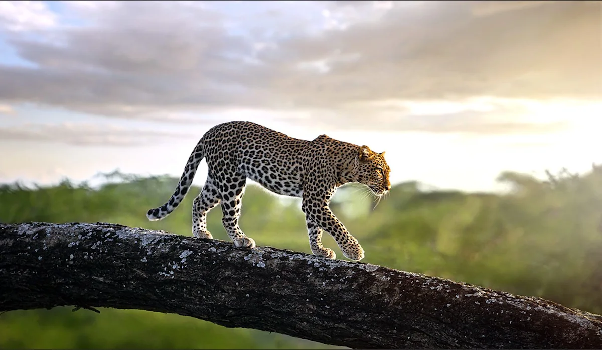 Leopard walking along a fallen tree trunk at dawn in the Serengeti