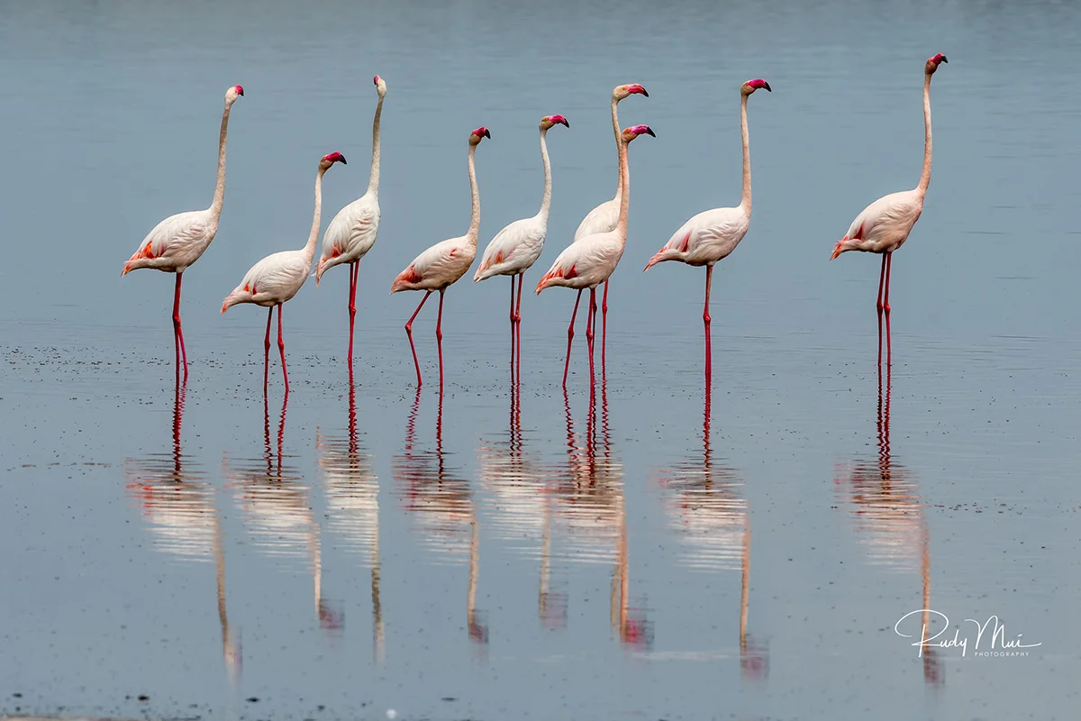 Row of flamingos wading in calm water with their reflections