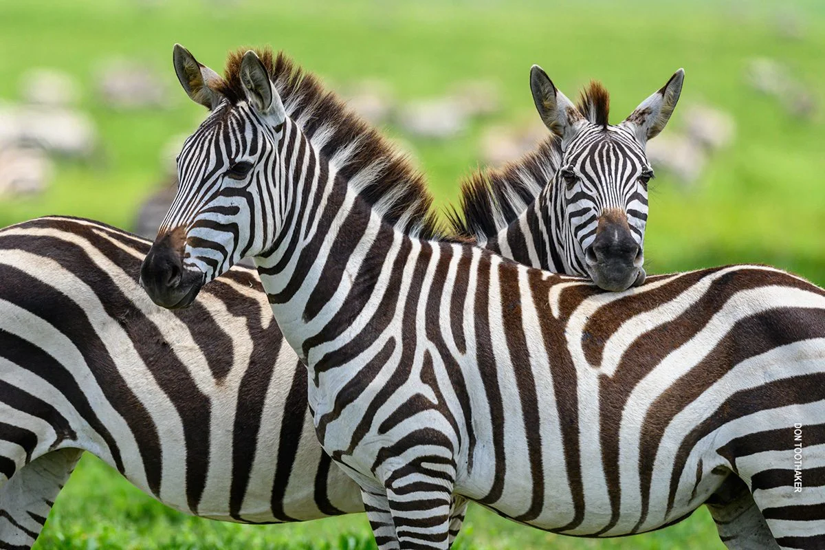 Two zebras standing together, one resting its head on the other's back