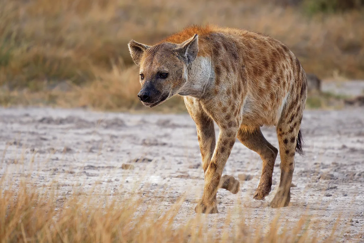 Spotted hyena walking across dry, open ground