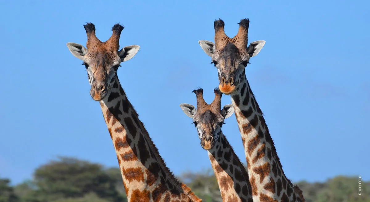 Three giraffes' heads and necks against a clear blue sky