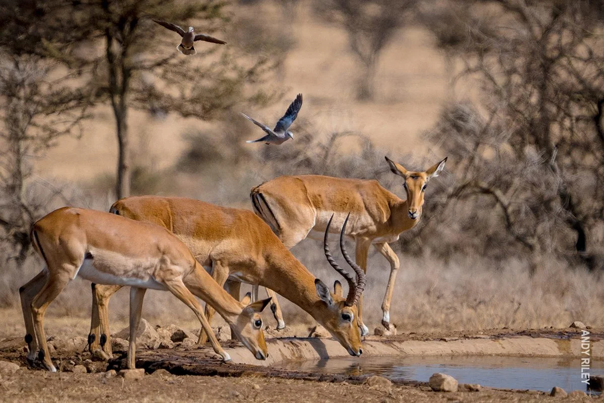 Impalas drinking at a waterhole as birds fly overhead