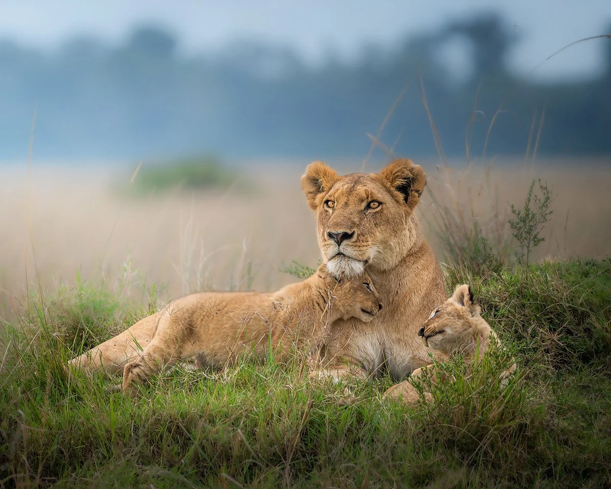 Lioness lying in the grass with two cubs nestled against her