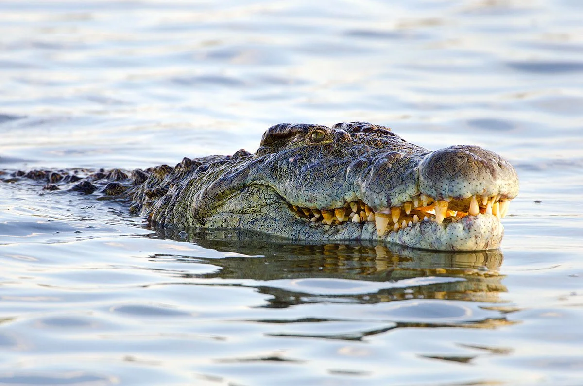 Nile crocodile with its head above the water showing its teeth