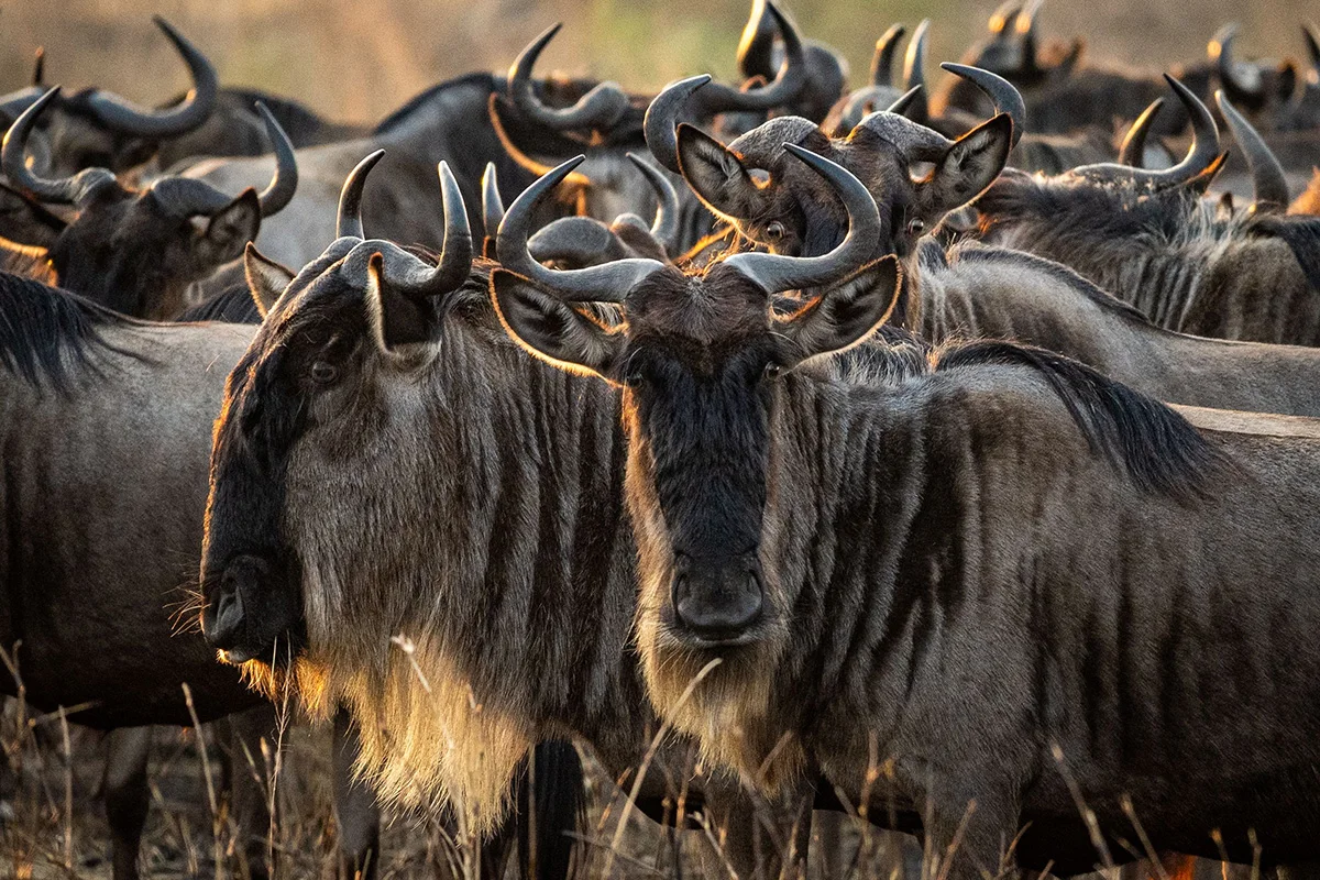 Close view of a tightly packed wildebeest herd in warm light