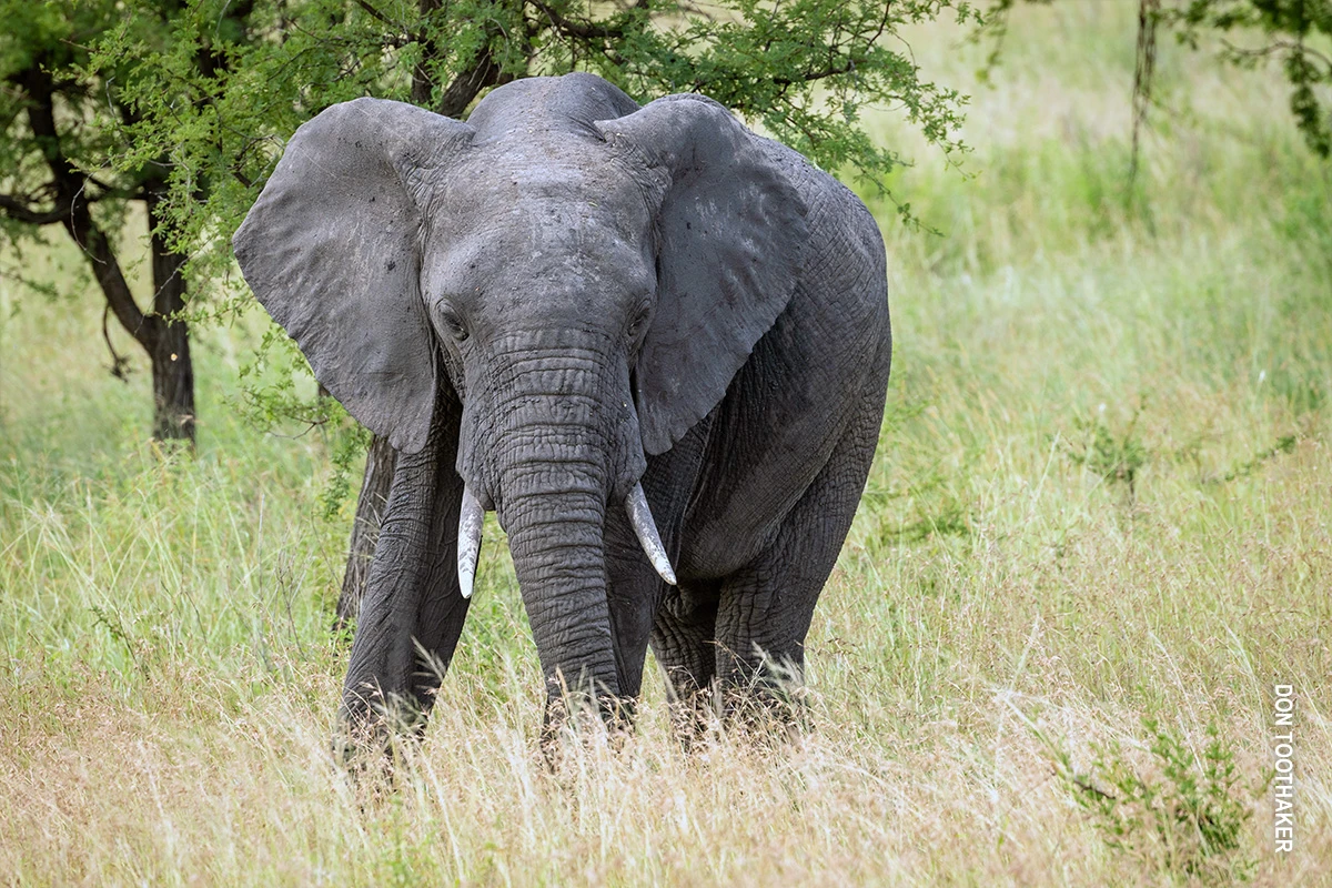 Elephant standing in tall green grass facing the camera
