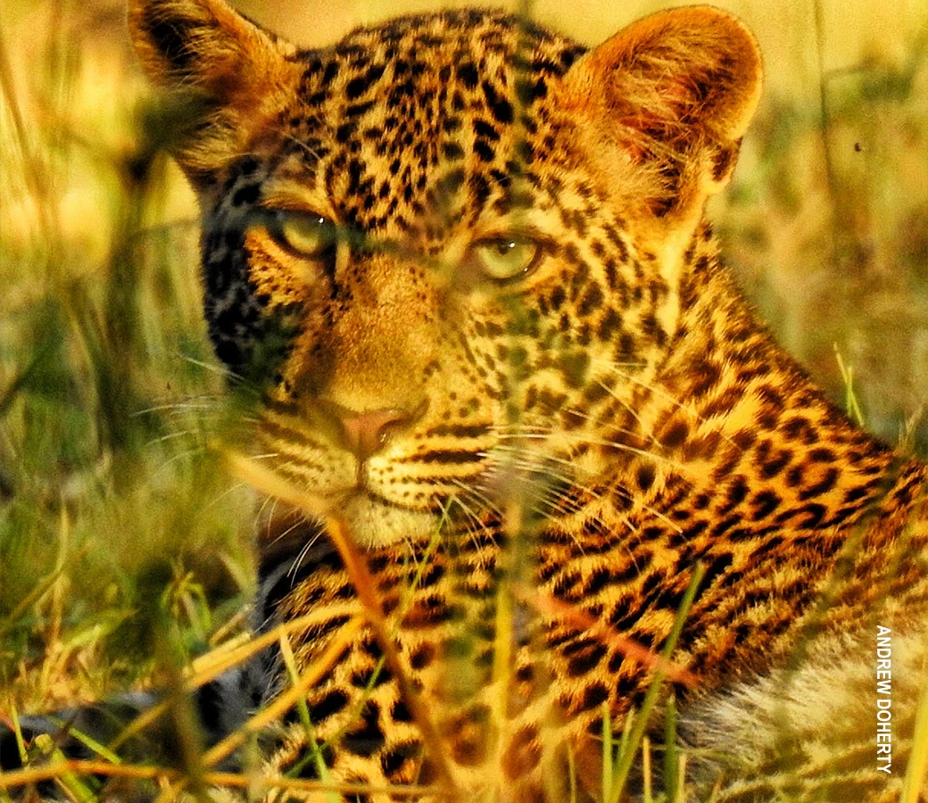 Close-up of a leopard's face in warm light, partly hidden by grass
