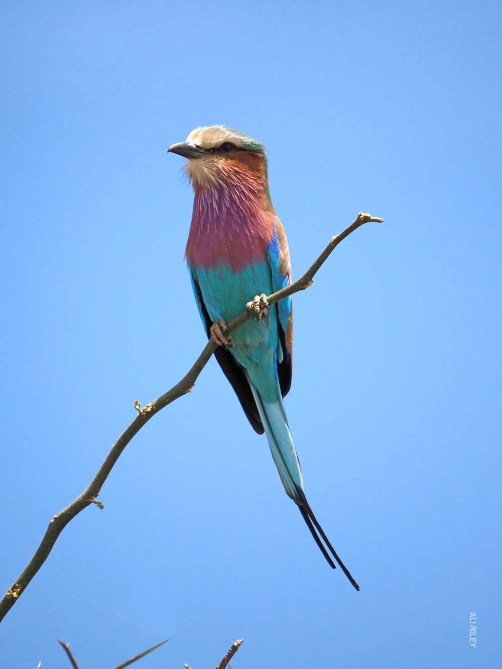 Lilac-breasted roller perched on a bare branch against a blue sky
