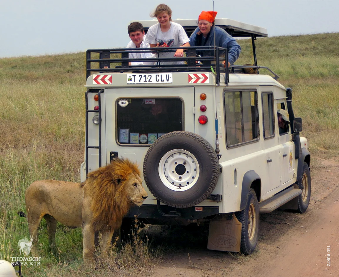 Male lion standing beside a safari vehicle as young travelers watch from the roof