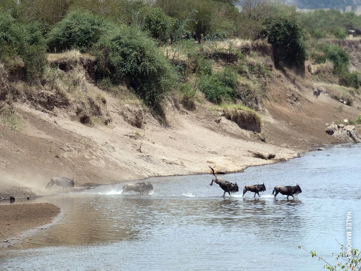 Wildebeest crossing a shallow river below a steep, bushy bank
