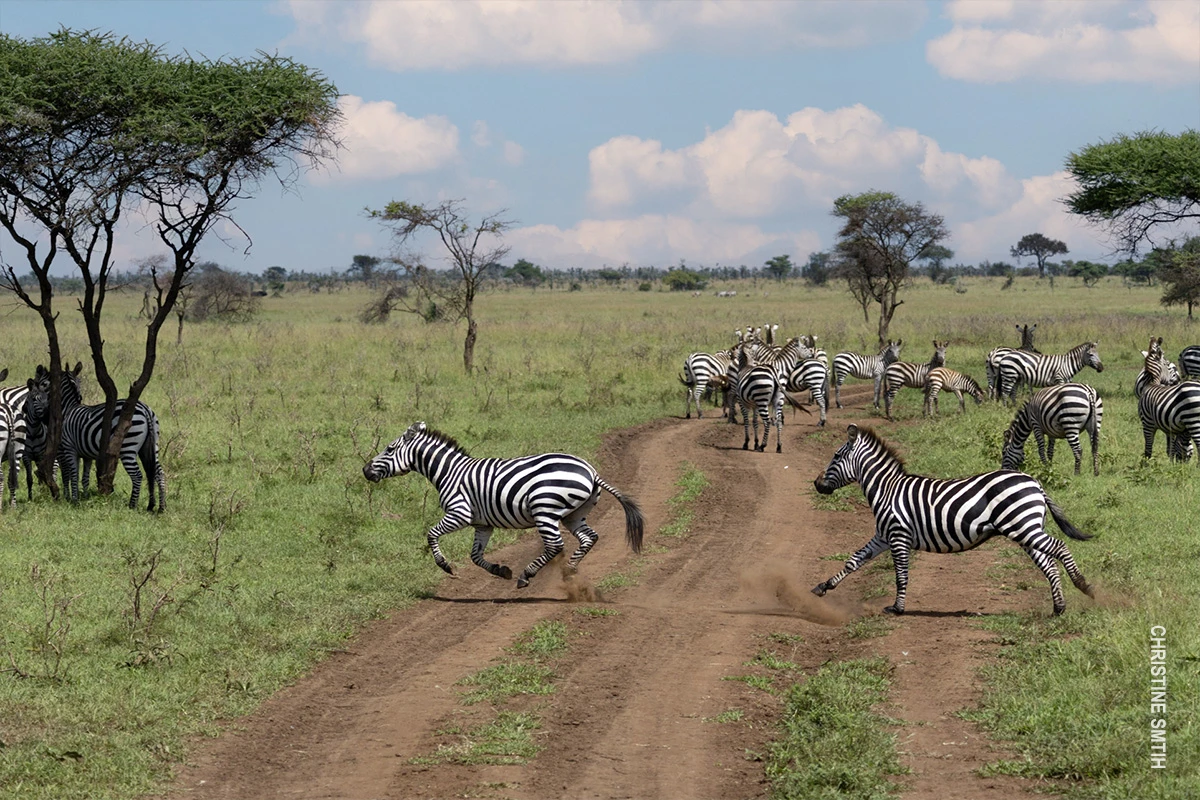 Zebras running across a dirt road on the grassland