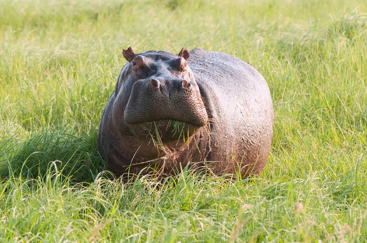 Hippo grazing in tall green grass with grass in its mouth